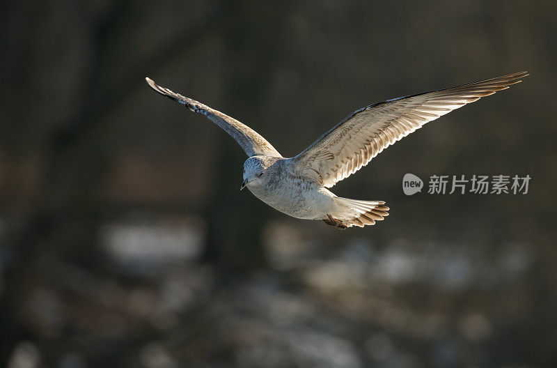 普通海鸥(Larus canus)